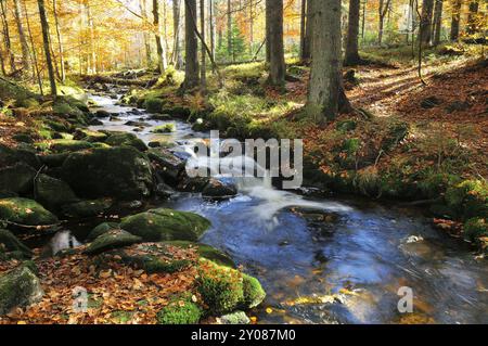 Il Kleine OHE nella foresta bavarese, in autunno. Mountain creek, Kleine OHE, Bavarian Forest National Park, Mountain creek, bavarian Forest National Foto Stock