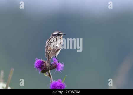 Maschio Whinchat in cerca di cibo in estate. Chiacchierare maschile su un persico Foto Stock