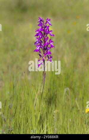 Orchidea robusta, Orchis palustris ssp. Robusta, Orchis robusta Foto Stock