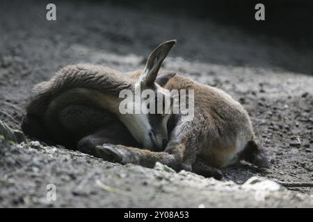 Un fawn stanco Foto Stock