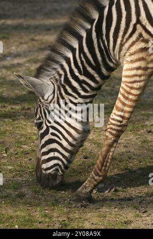 Zebra di Grant (Equus burchelli granti) Foto Stock