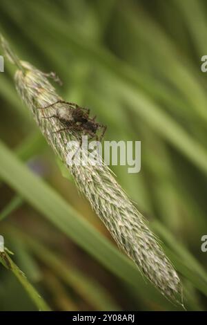 Femmina con bozzolo d'uovo su una coda di volpe Foto Stock