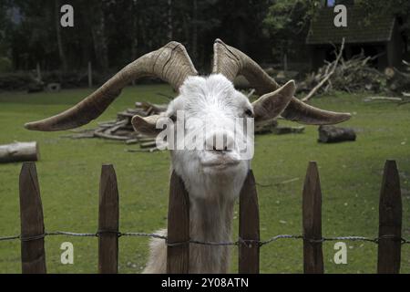 Billy Goat guarda sopra una recinzione Foto Stock