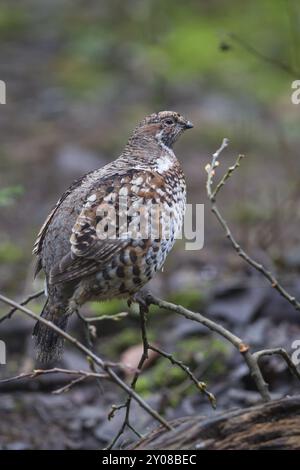 Hazel Grouse, Tetrastes bonasia, sinonimo: Bonasa bonasia, Hazel Grouse Foto Stock