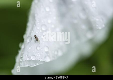 Il papavero di Matilija è pieno di pioggia Foto Stock