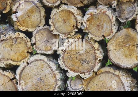 Holzstapel Korkeiche, Holzstapel aus Korkeiche 03 Foto Stock