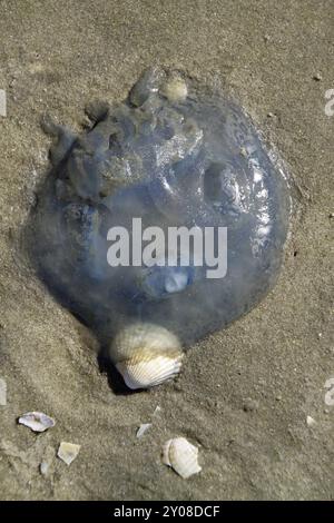 Ho lavato le meduse della luna Foto Stock