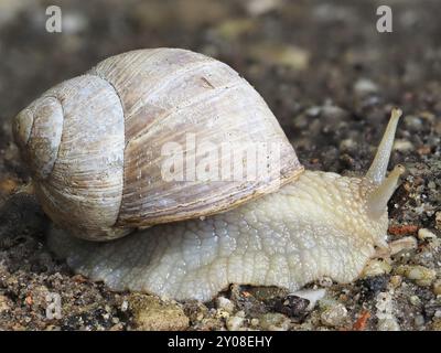 Lumaca di Borgogna (Helix pomatia) in uscita dalla sua conchiglia, Renania settentrionale-Vestfalia, Germania, Europa Foto Stock