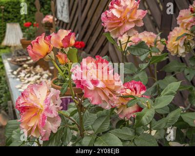 Rose rosa-arancio in fiore in un letto di fiori di fronte a una parete di legno nel giardino, borken, muensterland, germania Foto Stock