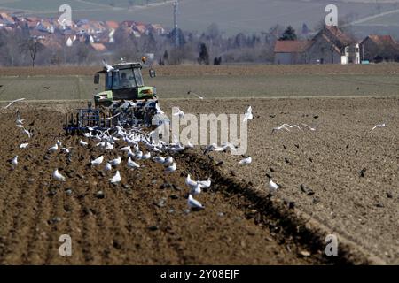 Gabbiani e stalli seguono un trattore da aratura (Weserbergland) Foto Stock