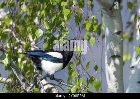 Magpie senza piume di coda seduto in un albero di betulla con foglie verdi chiare fresche Foto Stock