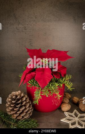 La Poinsettia, in un vaso rosso, si erge su sfondo grigio, decorata con coni di pino e stelle di paglia. Con spazio di testo Foto Stock