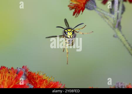 Vespa comune (Vespula vulgaris), vespa in volo, su fiori di alghe arancioni (Hieracium aurantiacum), foto della natura ad alta velocità, foto di volo, wildlif Foto Stock