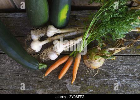 L'assortimento di verdure sane da fattoria appena raccolte in un piatto giacciono su un tavolo rustico con patate, aglio, carote, zucchine e cipolla Foto Stock