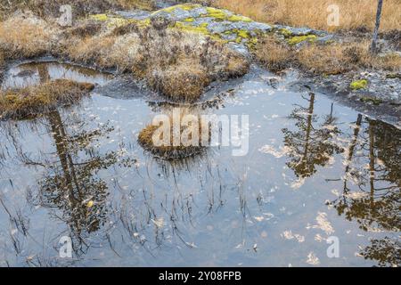 Pini riflessi in un lago paludoso, Norrbotten, Lapponia, Svezia, settembre 2014, Europa Foto Stock