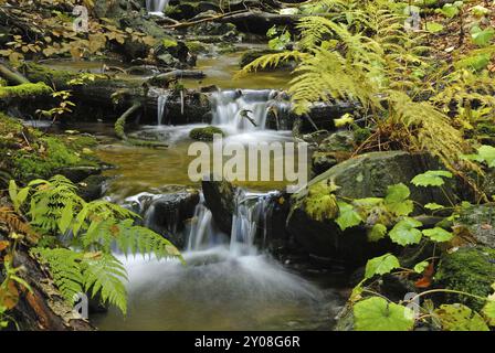 Su Hoellbach, nella foresta bavarese, in autunno. Am Hoellbach im Bayerischen Wald Foto Stock