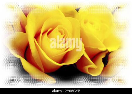 Bellissimo fiore giallo su sfondo bianco, Gelbe Rosen Foto Stock