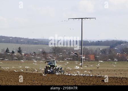 Gabbiani e stalli seguono un trattore da aratura (Weserbergland) Foto Stock