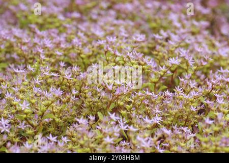 Teppich-Sedum, Sedum spurium, stonecrop caucasica, Sedum spurium a Crassulaceae Plant Foto Stock