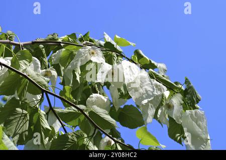 Taschentuchbaum oder Davidia involucrata, colomba o Davidia involucrata in primavera Foto Stock