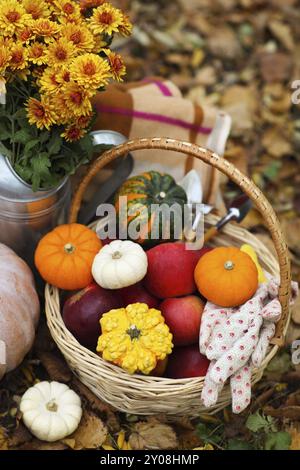 Autunno still life con differenti sagomate e colorate zucche Foto Stock