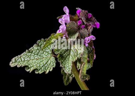 Primo piano di fiori e foglie di un ortica rossa tagliate sul nero Foto Stock