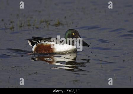 Loeffelente, Maennchen, Anas clypeata, spatola settentrionale, maschio Foto Stock