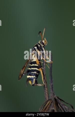 Hornklee-Glasfluegler, Bembecia ichneumoniformis, taglio a sei cinghie Foto Stock