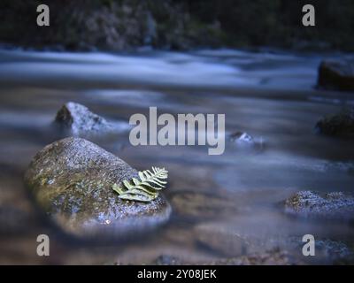 Lunga esposizione di un fiume, pietre con foglie di felce in primo piano. Foresta sullo sfondo. Natura pittoresca Foto Stock