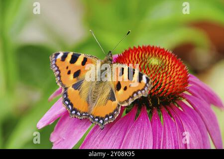 Piccola volpe su fiore viola, piccola guscio di tartaruga su fiore viola 01 Foto Stock