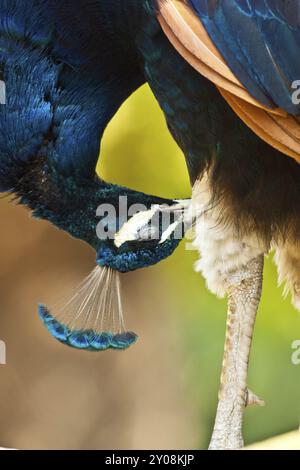 Il peafowl indiano che cura le sue piume Foto Stock