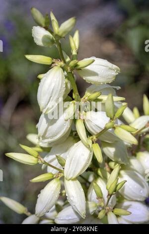 Fiori di un giglio di palma (Yucca filamentosa) nel giardino Foto Stock