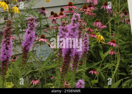 Un giardino di cottage pieno di fiori Liatris, fiori di Coneflowers viola, Butterfly Bush e Prairie Coneflowers, in estate, a Trevor, Wisconsin, Stati Uniti Foto Stock