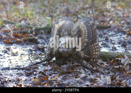 Giovanile grande gufo calabrone (bubo virginianus) arroccato sul ramo dopo aver lasciato un nido. Scena naturalistica del Wisconsin Foto Stock