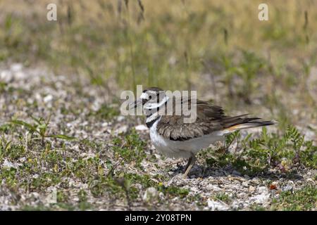 Il killdeer (Charadrius vociferus), in tempo molto caldo, la femmina non si siede, ma si trova sopra le uova e crea un'ombra per loro Foto Stock