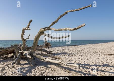 La vecchia radice di alberi giace intemprata su una spiaggia sabbiosa che si affaccia sul mare Foto Stock