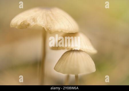 Un gruppo di piccoli funghi filigranati, sul pavimento della foresta, in luce soffusa. Foto macro dalla natura Foto Stock