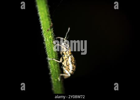 Weevil (Exophthalmus) seduto su uno stelo di notte, di notte nella foresta pluviale tropicale, Refugio Nacional de Vida Silvestre Mixto Bosque Alegre, Alajuel Foto Stock