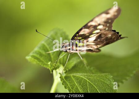 ghiaia curva (Graphium agamemnon) Foto Stock