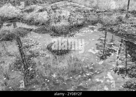 Pini riflessi in un lago paludoso, Norrbotten, Lapponia, Svezia, settembre 2014, Europa Foto Stock