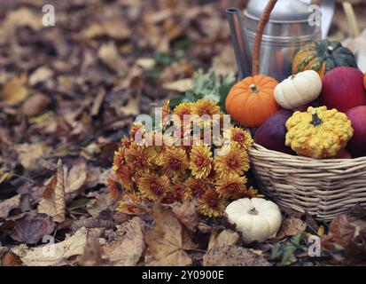 Autunno still life con differenti sagomate e colorate zucche Foto Stock