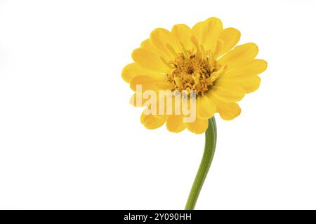 Zinnia gialla (Zinnia violacea), opzionale Foto Stock