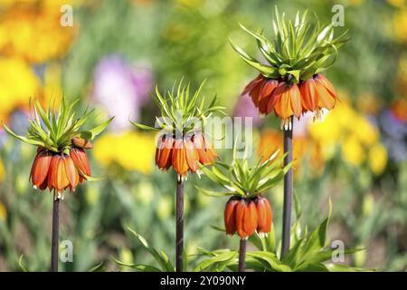 Kaiser a corona (Fritillaria imperialis) Foto Stock