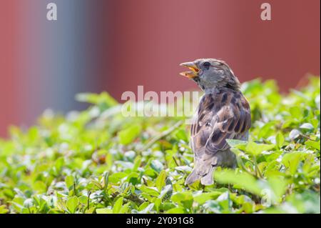 Passer domesticus, anche nota come passero di casa femmina appollaiato sul cespuglio. Uccello comune nella repubblica Ceca. Foto Stock