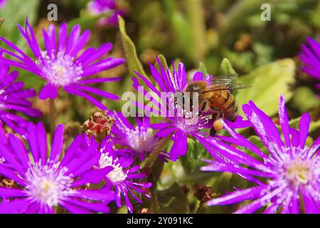 Drosanthemum hispidum, Mittagsblume, Drosanthemum hispidum, fiori di rugiada un fiore viola Foto Stock