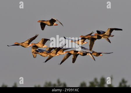 Uno stormo di oche Greylag in volo. Oche grigie in volo nell'alta Lusazia Foto Stock