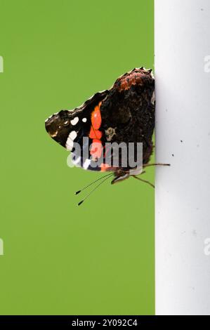Lepidoptera Vanessa atalanta, alias farfalla ammiraglio rosso arroccata sul palo. Estate. Isolato su sfondo verde. Foto Stock