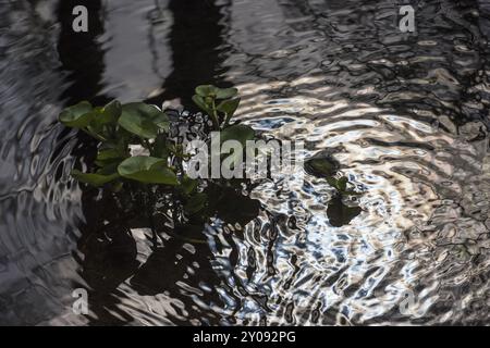 Paludi (Caltha palustris) in un ruscello, Gaellivare, Lapponia, Svezia, giugno 2017, Europa Foto Stock