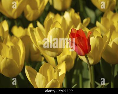 Fioritura dei tulipani nel Britzer Garten di Berlino, Tulpips in un giardino botanico Foto Stock