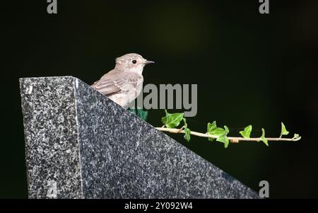 Piccola Muscicapa striata, alias flycatcher maculato, arroccato sulla lapide a fine estate. Copia spazio. Foto Stock